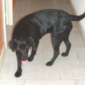 Photo de Labrador retriever