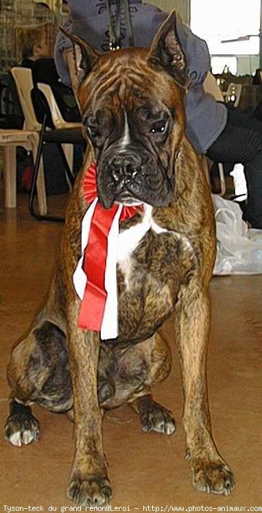 Photo de Boxer