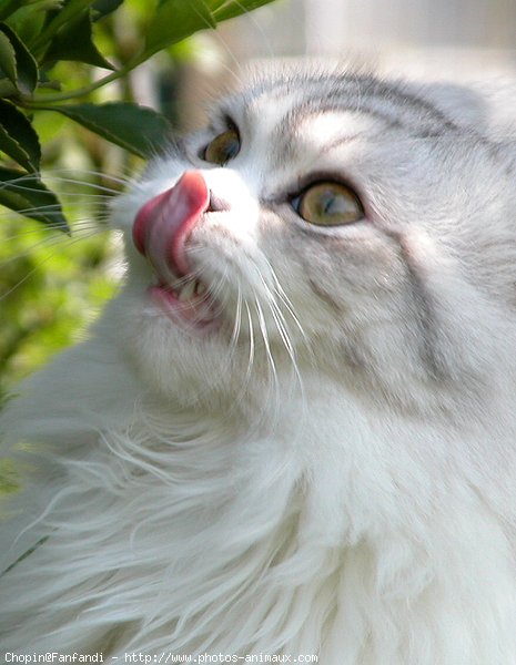 Photo de British longhair