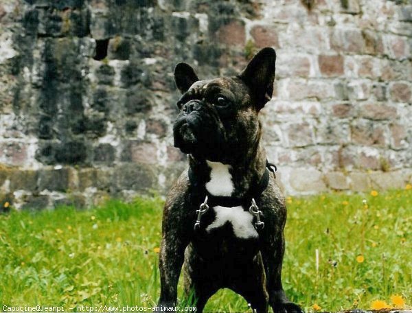 Photo de Bouledogue franais