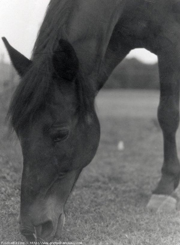 Photo de Trotteur franais