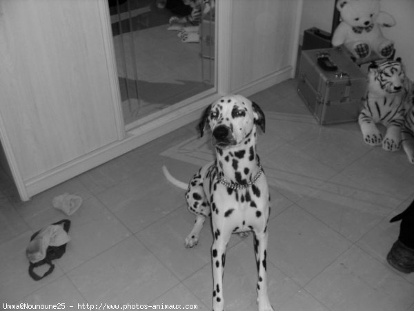 Photo de Dalmatien