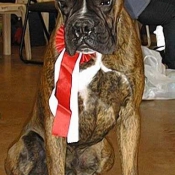 Photo de Boxer