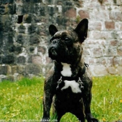 Photo de Bouledogue franais