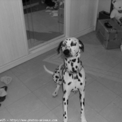 Photo de Dalmatien