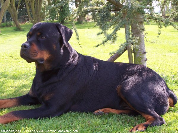 Photo de Rottweiler