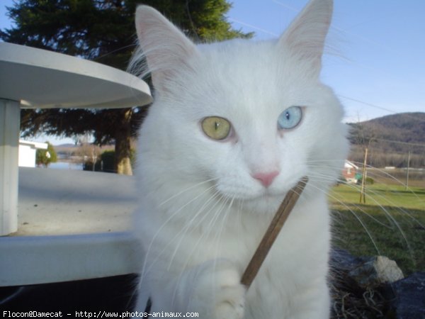 Photo de Croisement