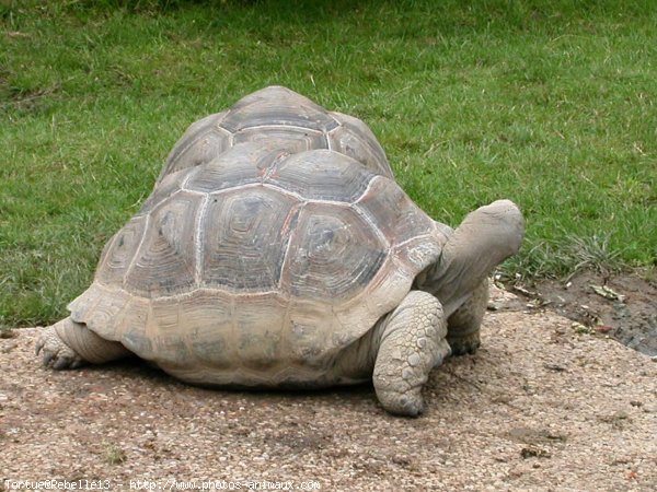 Photo de Tortue