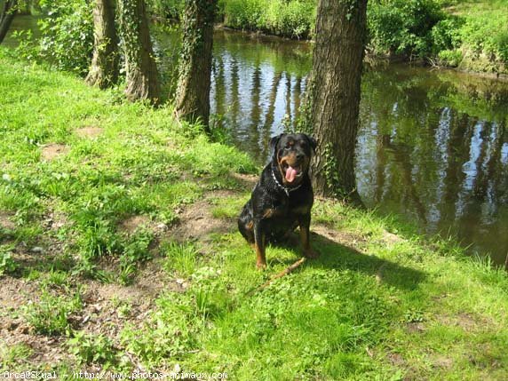 Photo de Rottweiler