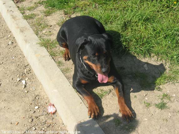 Photo de Rottweiler