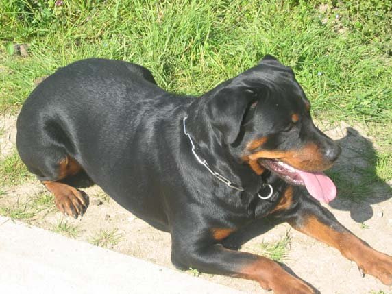 Photo de Rottweiler