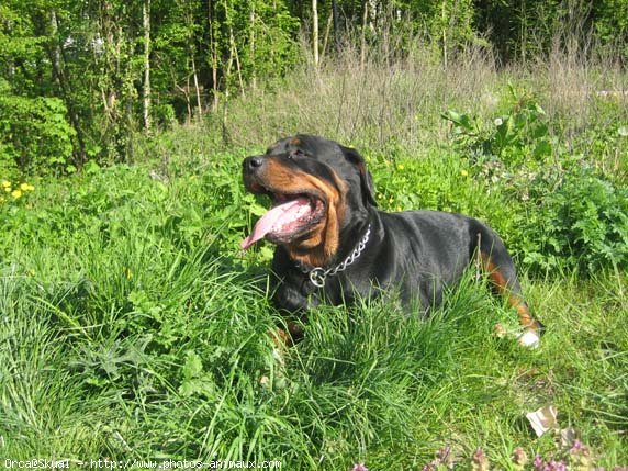 Photo de Rottweiler