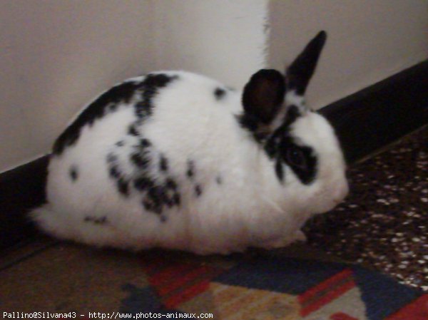 Photo de Lapin