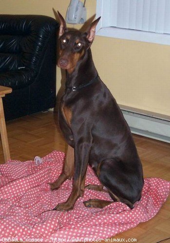 Photo de Dobermann