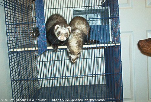 Photo de Furet