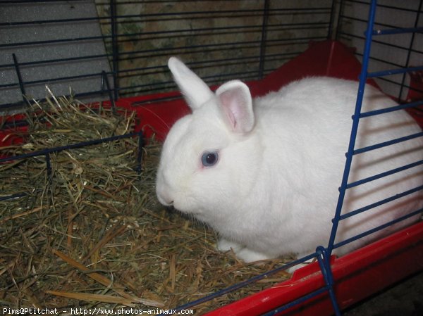 Photo de Lapin