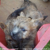 Photo de Cairn terrier