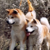 Photo d'Akita inu