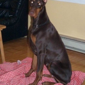 Photo de Dobermann