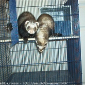 Photo de Furet