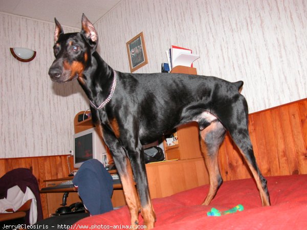 Photo de Dobermann