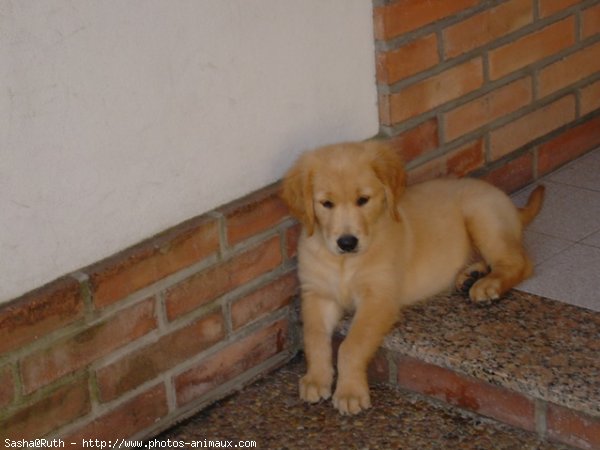 Photo de Golden retriever