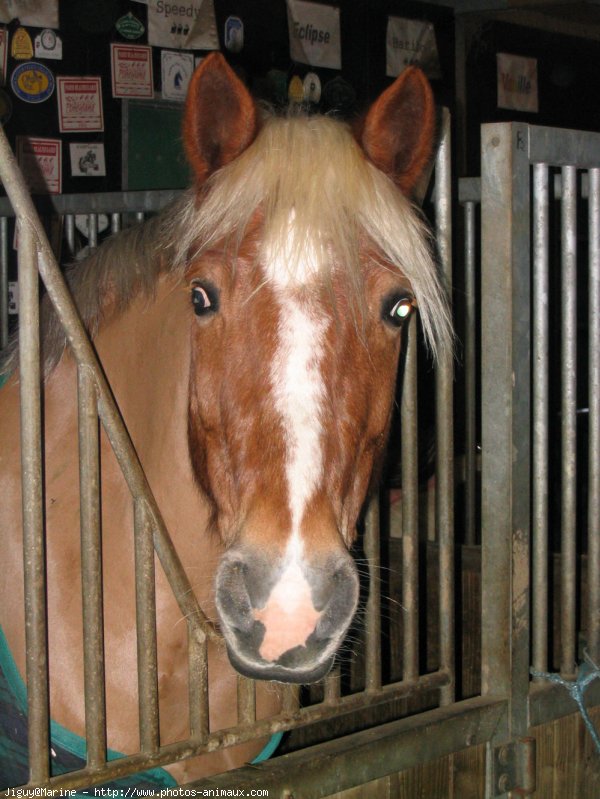 Photo de Poney franais de selle