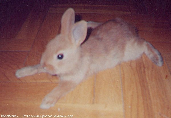 Photo de Lapin