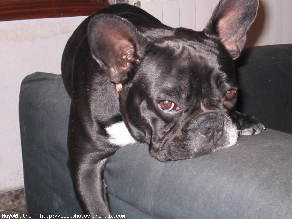 Photo de Bouledogue franais