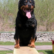 Photo de Rottweiler