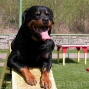 Photo de Rottweiler