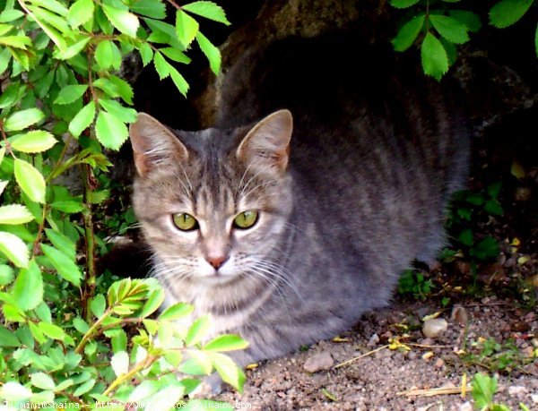 Photo de Chat domestique