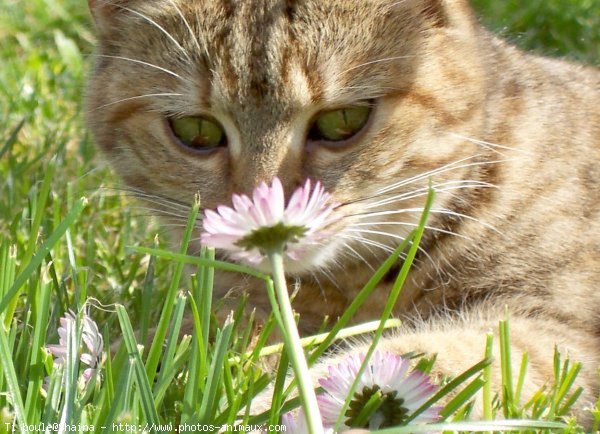 Photo de Chat domestique