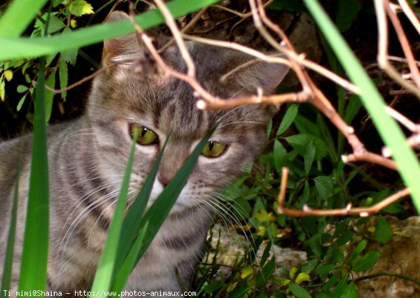 Photo de Chat domestique