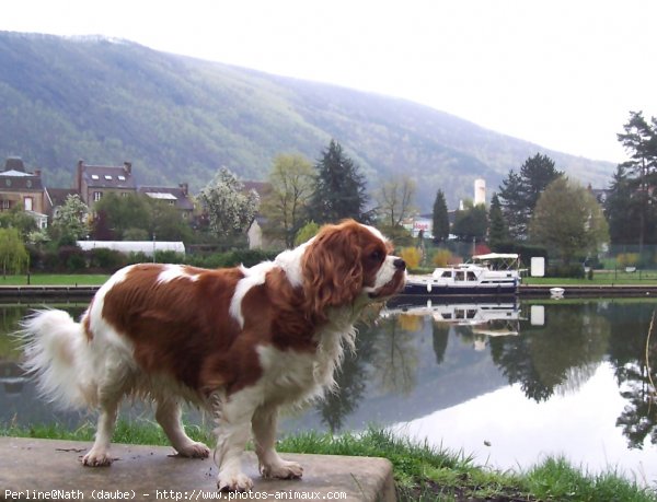 Photo de Cavalier king charles spaniel