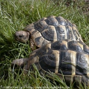 Photo de Tortue