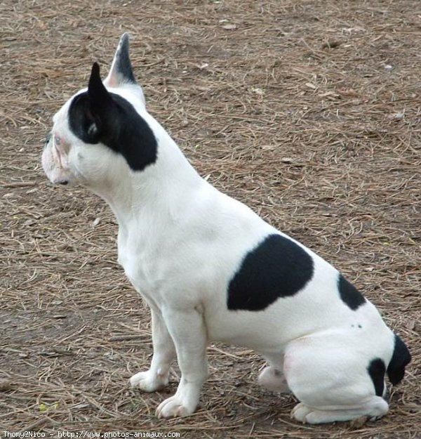 Photo de Bouledogue franais