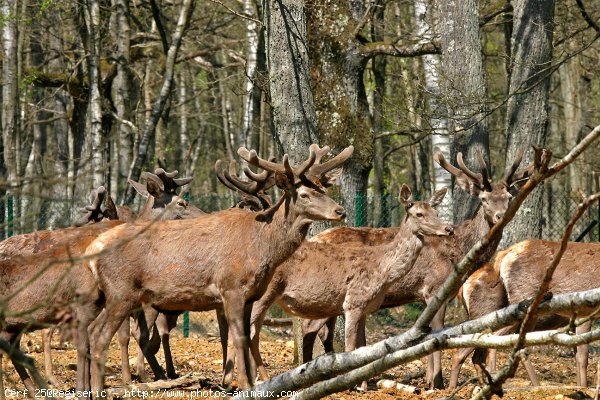 Photo de Cerf