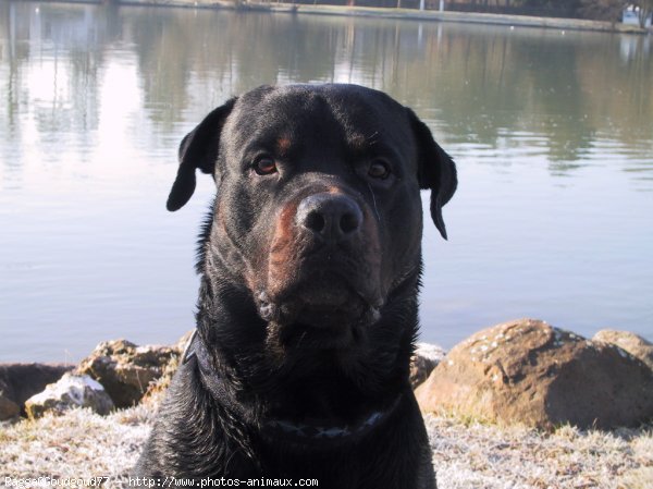 Photo de Rottweiler