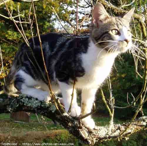 Photo de Chat domestique