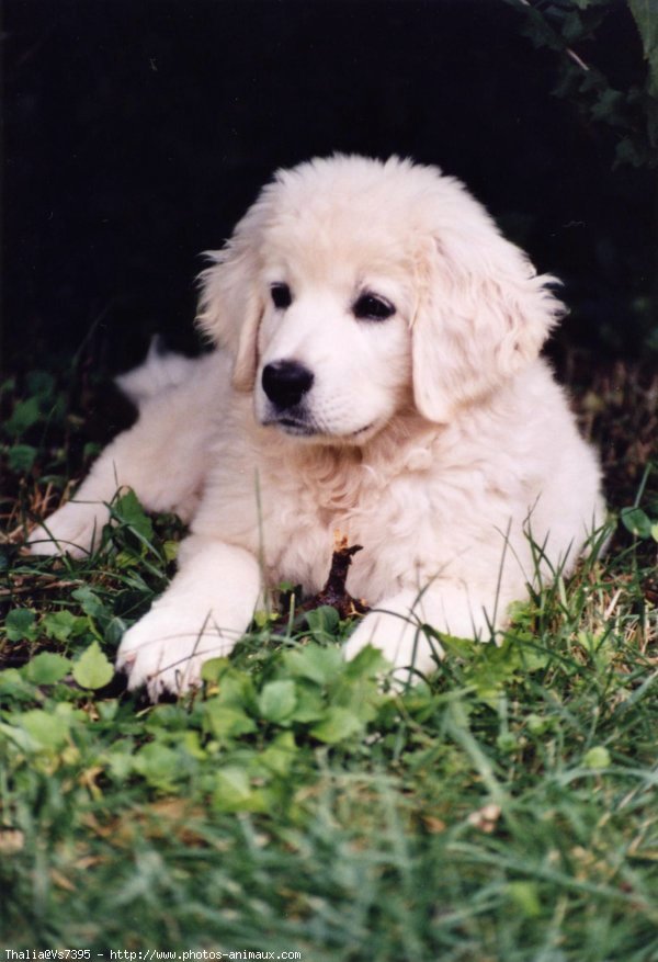 Photo de Chien de berger des tatras