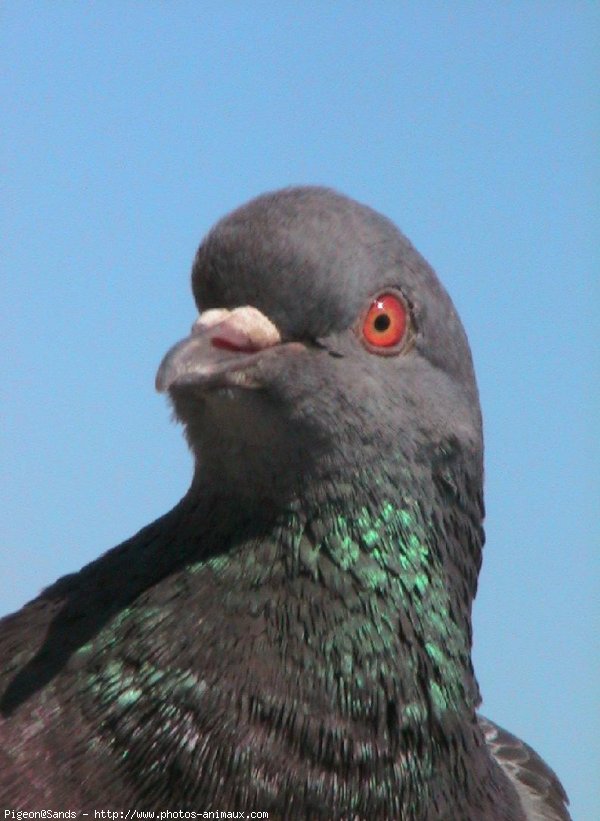 Photo de Pigeon