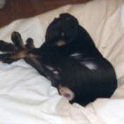 Photo de Pinscher nain