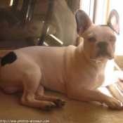 Photo de Bouledogue franais