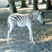 Photo de Zebre