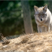 Photo de Coyote