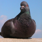 Photo de Pigeon