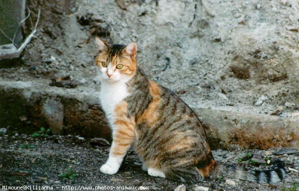 Photo de Chat domestique