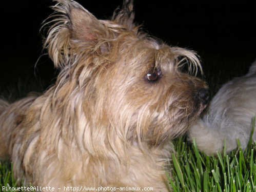 Photo de Cairn terrier