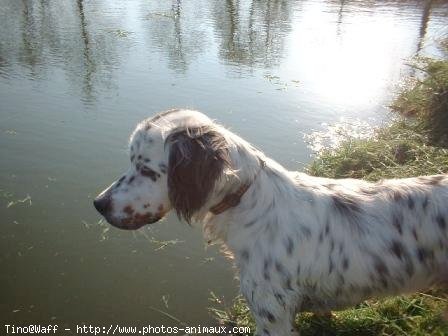 Photo de Setter anglais